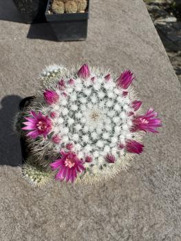 Mammillaria hahniana